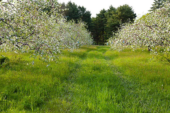 AppleOrchard-9911
