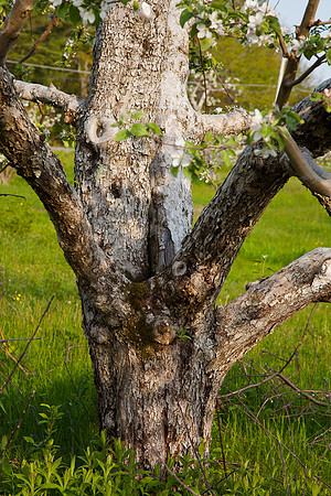 AppleOrchard-9865