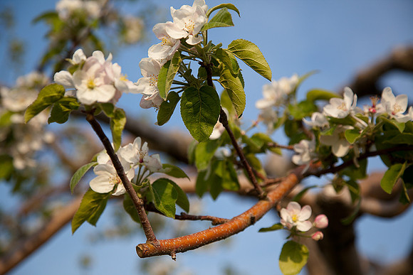AppleOrchard-9849