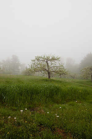 AppleOrchard-9996