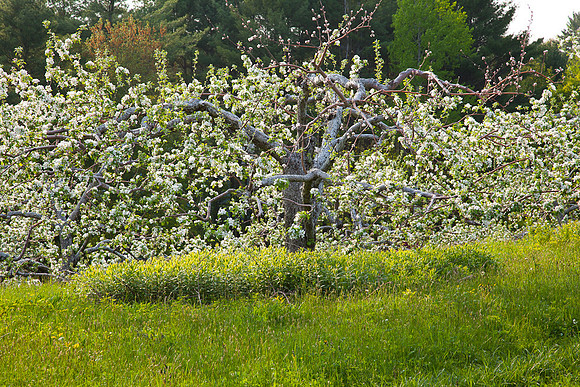AppleOrchard-9921