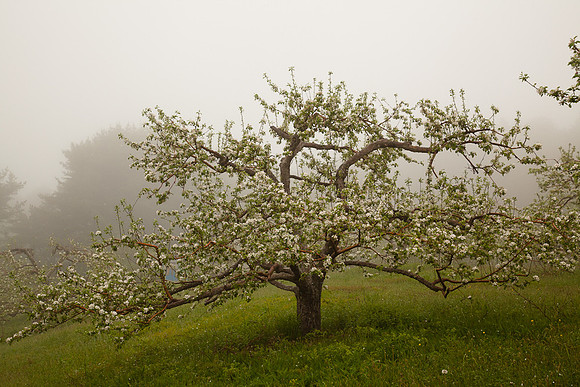 AppleOrchard-9954