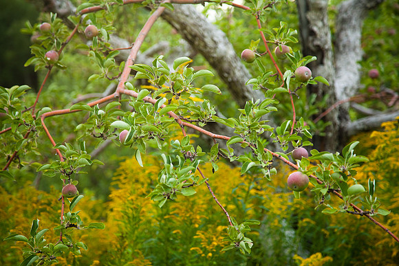 Maine2011-1263