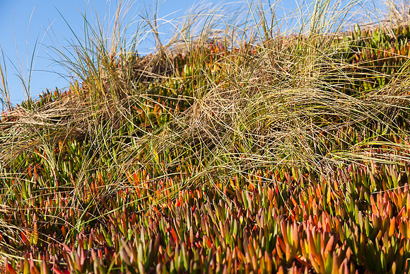 20130309ptreyes-0607