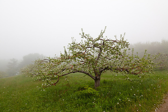 AppleOrchard-9960