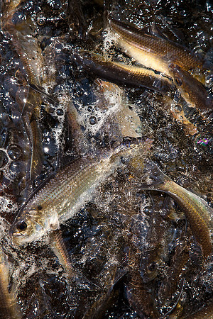 20120528_fishladder_1032