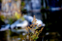 20251012_Maine-0584