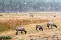 20160911_yellowstone-1527