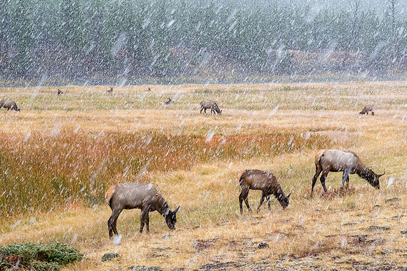 20160911_yellowstone-1527