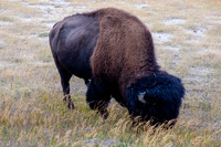 20160911_yellowstone-1426