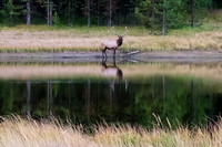 20160911_yellowstone-1132
