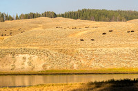 20160911_yellowstone-1100