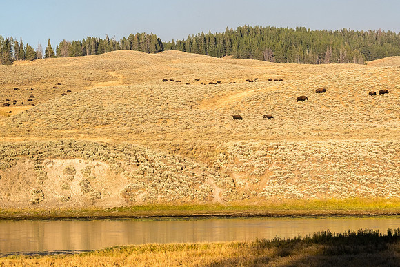 20160911_yellowstone-1100