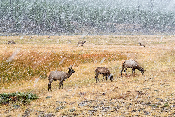 20160911_yellowstone-1525