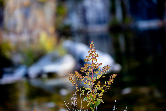 20251012_Maine-0584