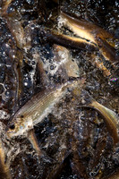 20120528_fishladder_1032