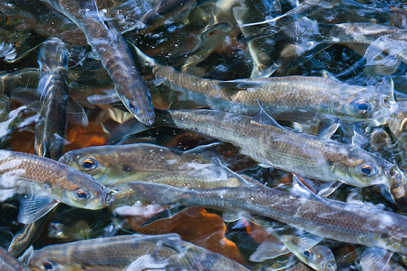 20120528_fishladder_1151