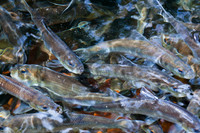 20120528_fishladder_1152