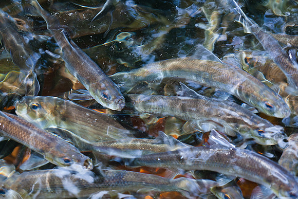 20120528_fishladder_1152