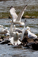 20120528_fishladder_1198