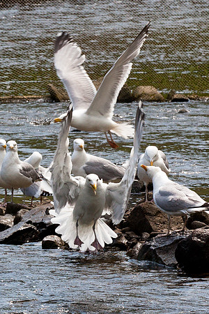 20120528_fishladder_1198
