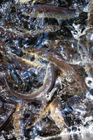 20120528_fishladder_1036