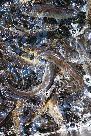 20120528_fishladder_1036