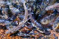 20120528_fishladder_1156