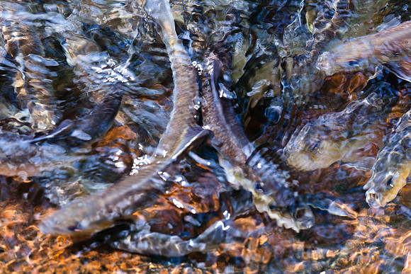 20120528_fishladder_1156