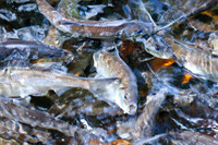 20120528_fishladder_1153