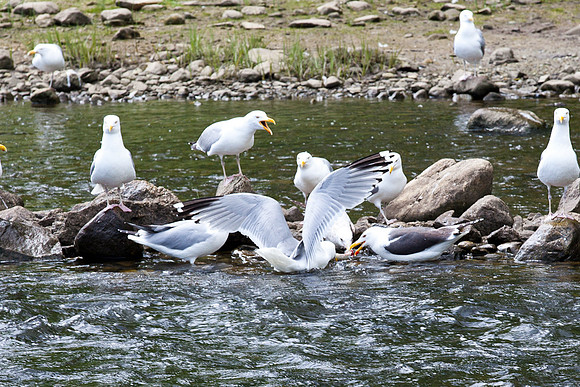 20120528_fishladder_1219