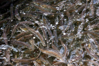 20120528_fishladder_1150