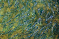 20120528_fishladder_1086