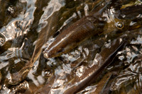 20120528_fishladder_1164