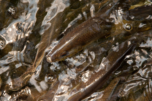 20120528_fishladder_1164