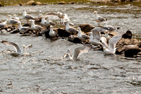 20120528_fishladder_1184