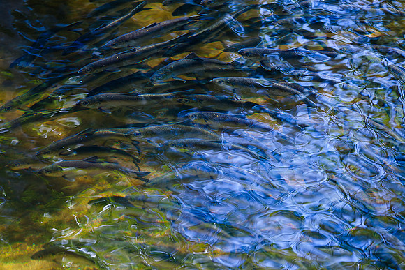 20120528_fishladder_1078