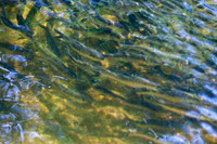 20120528_fishladder_1083