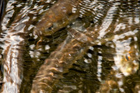 20120528_fishladder_1166