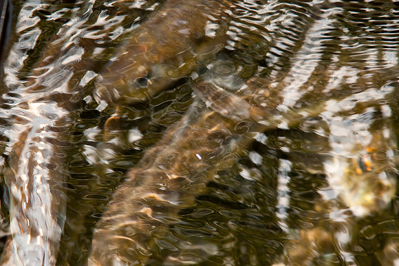 20120528_fishladder_1166