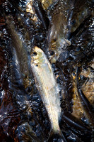 20120528_fishladder_1024