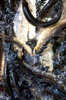 20120528_fishladder_1027