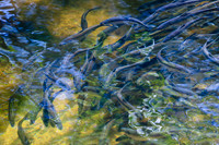 20120528_fishladder_1079