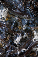 20120528_fishladder_1020