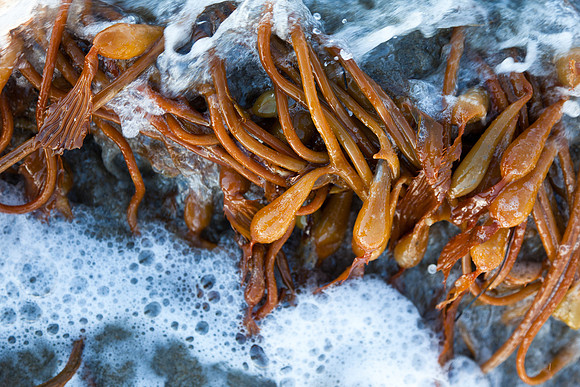 seaweed2-3292
