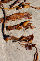 seaweed2-3258