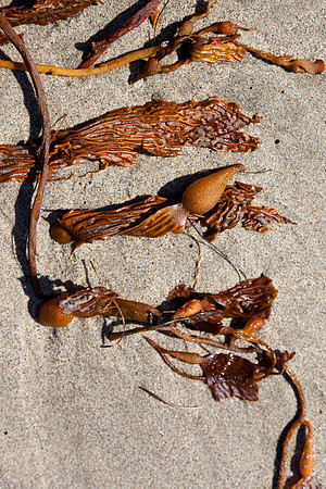 seaweed2-3258