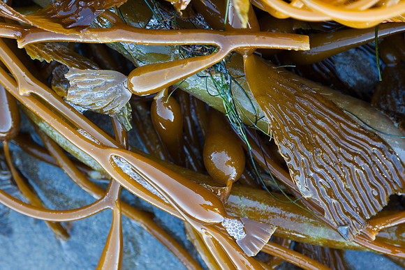 seaweed2-3313