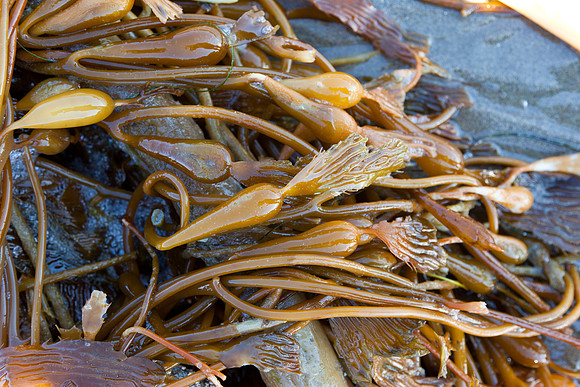 seaweed2-3302