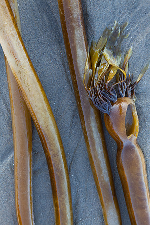 seaweed2-9397